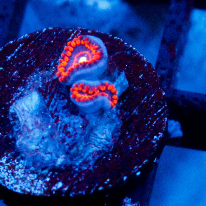 JC Blowdart Zoanthid