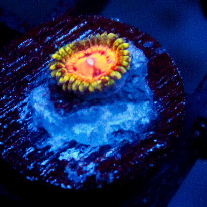 Rainbow Incinerator Zoanthid