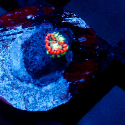 White Zombie Zoanthid