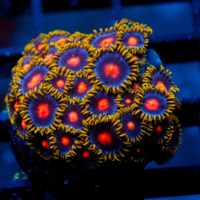 Gatorade Zoa