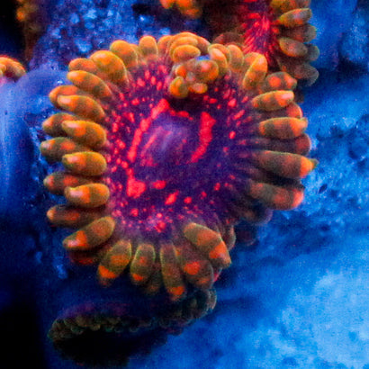 Predator Zoanthid