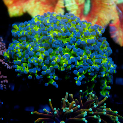 JC Hulk Octospawn