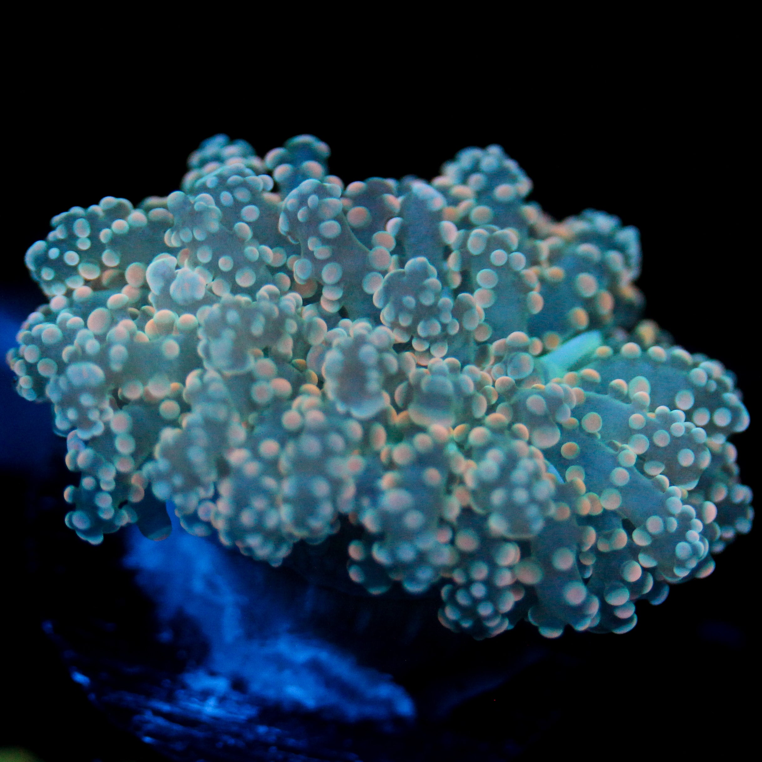 JC Dreamcicle Octo
