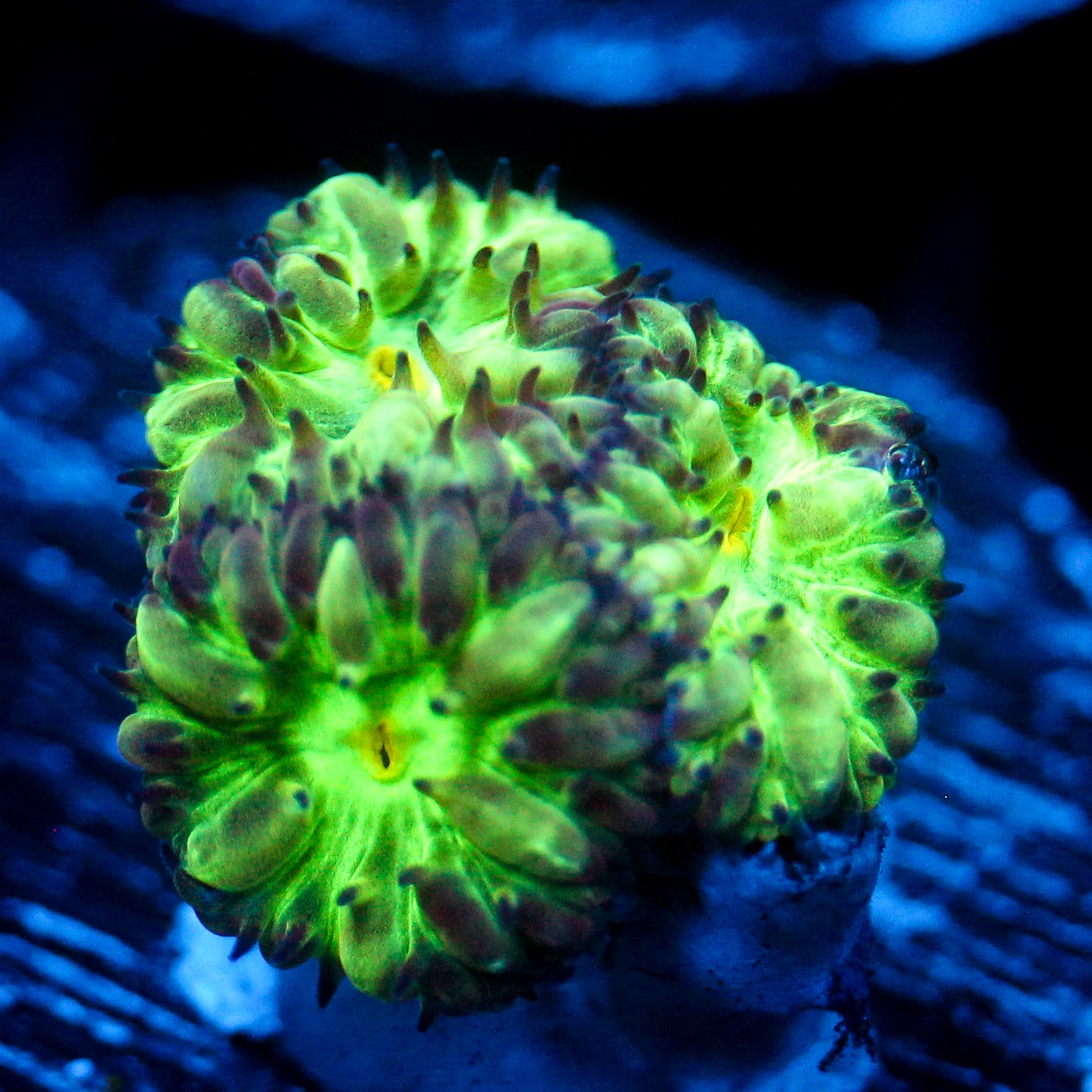 JC Flourish Fluff Blasto Merletti