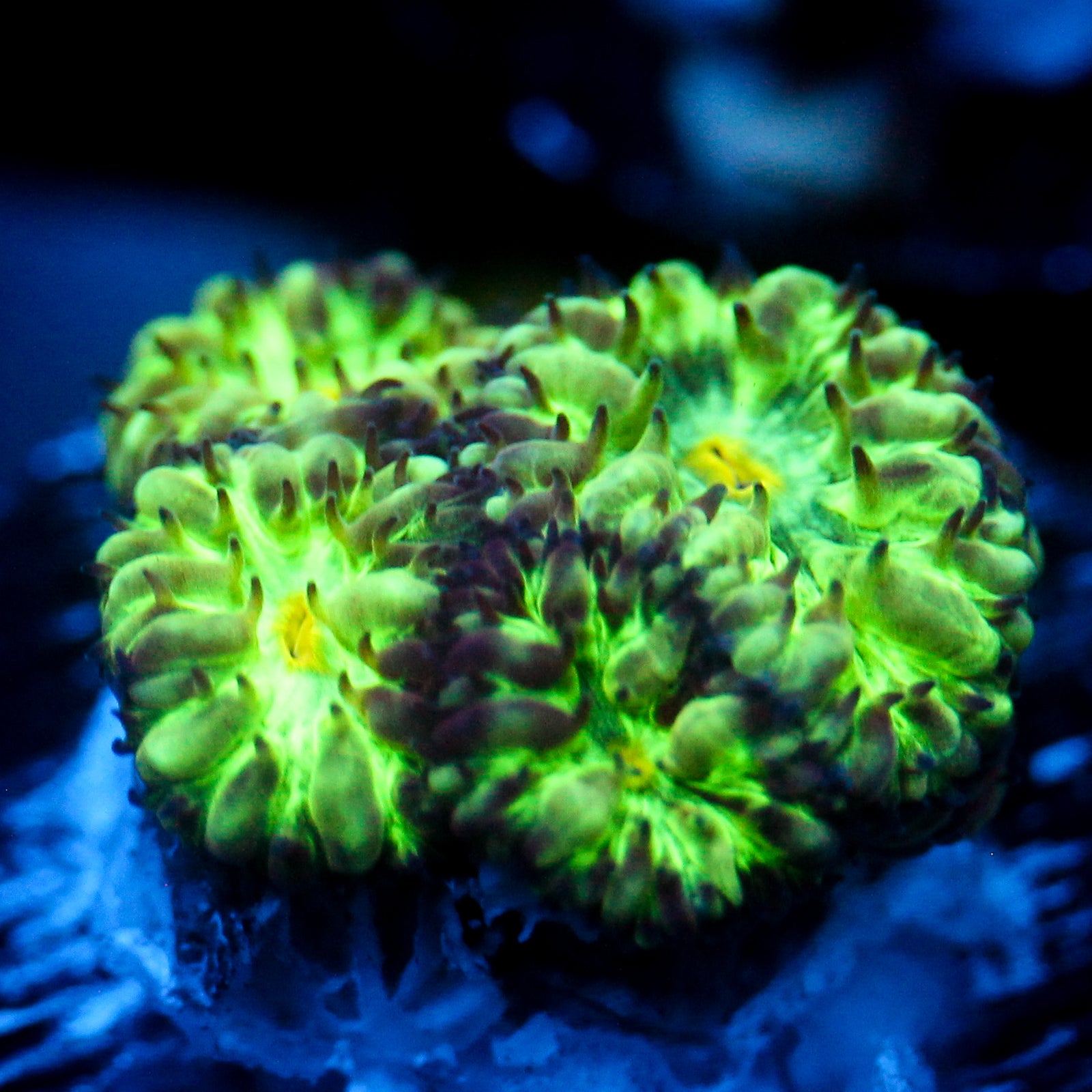 JC Hyper Glow Blasto Merletti