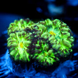 JC Hyper Glow Blasto Merletti