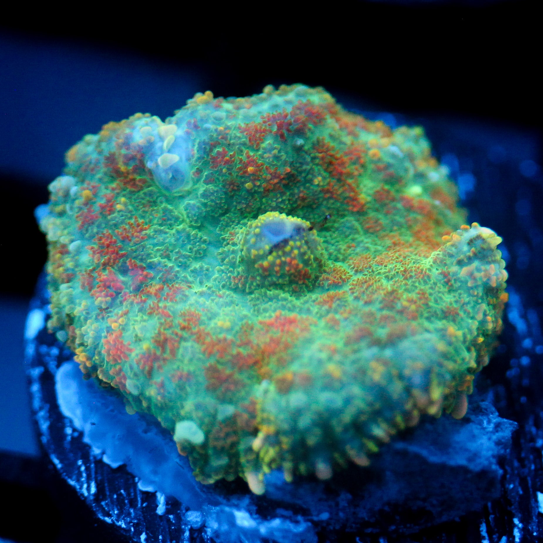 JC Lush Mesa Rhodactis