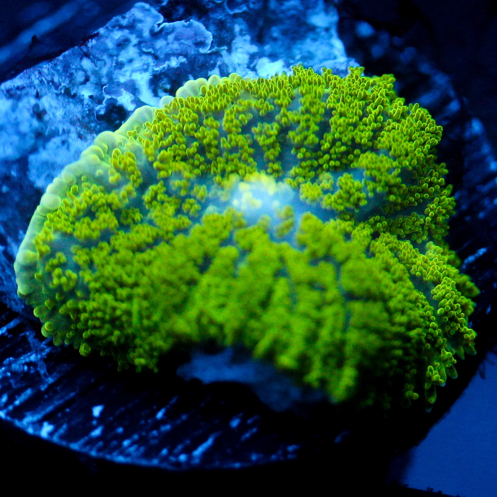 JC Neon Green Rhodactis