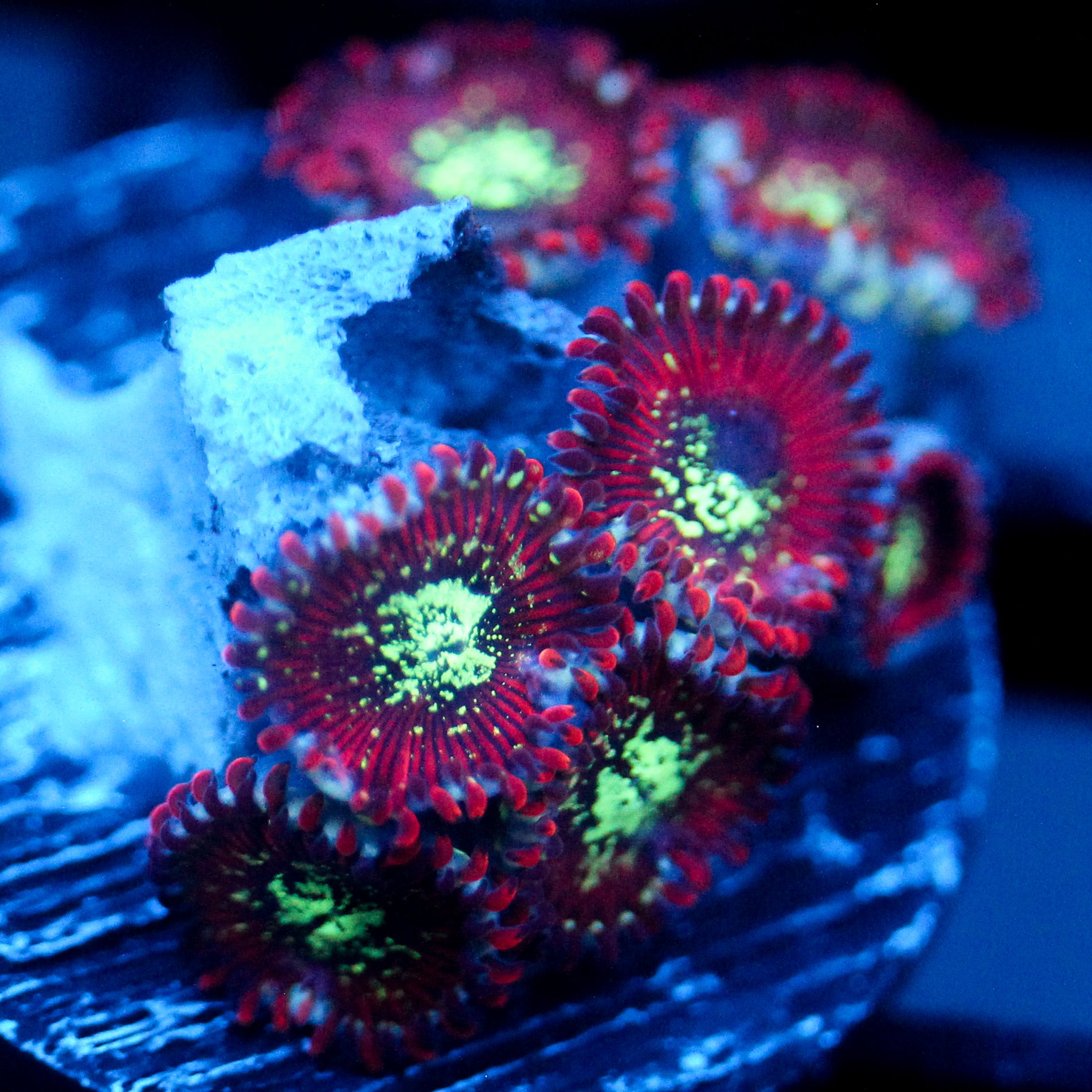JC Magician's Zoanthid