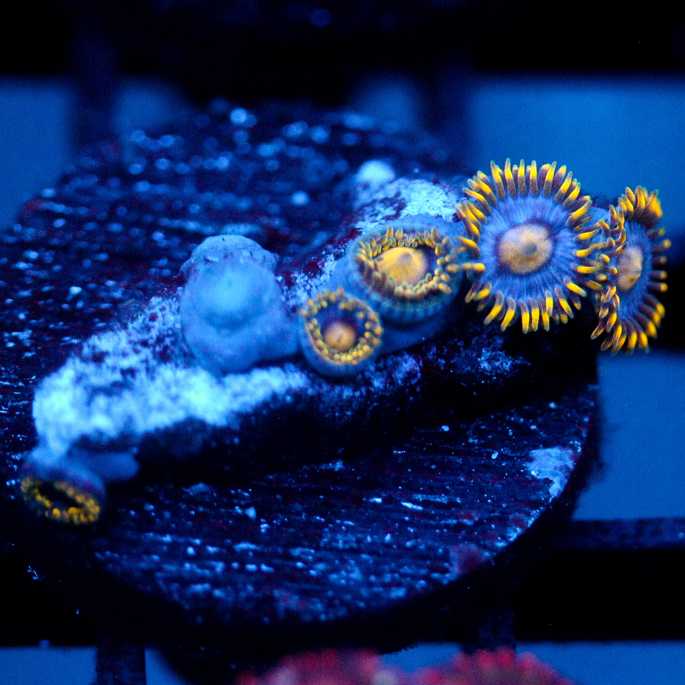 JC Gold Burst Zoanthid