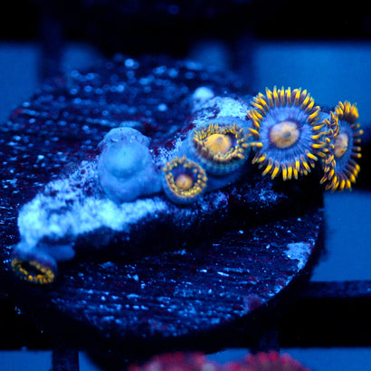 JC Gold Burst Zoanthid