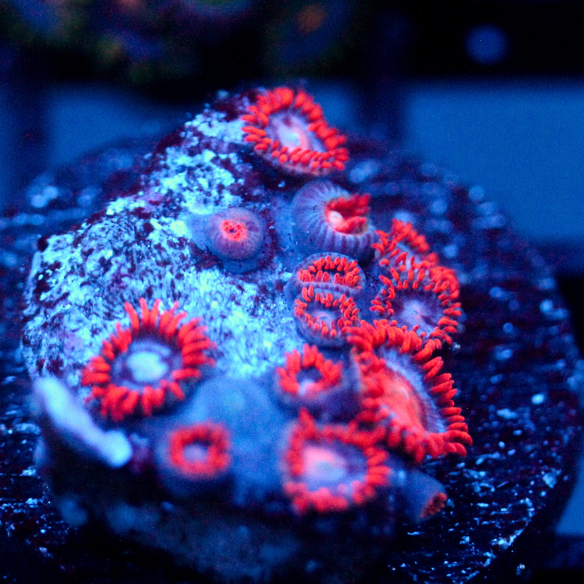 JC Edge of Reality Zoanthid