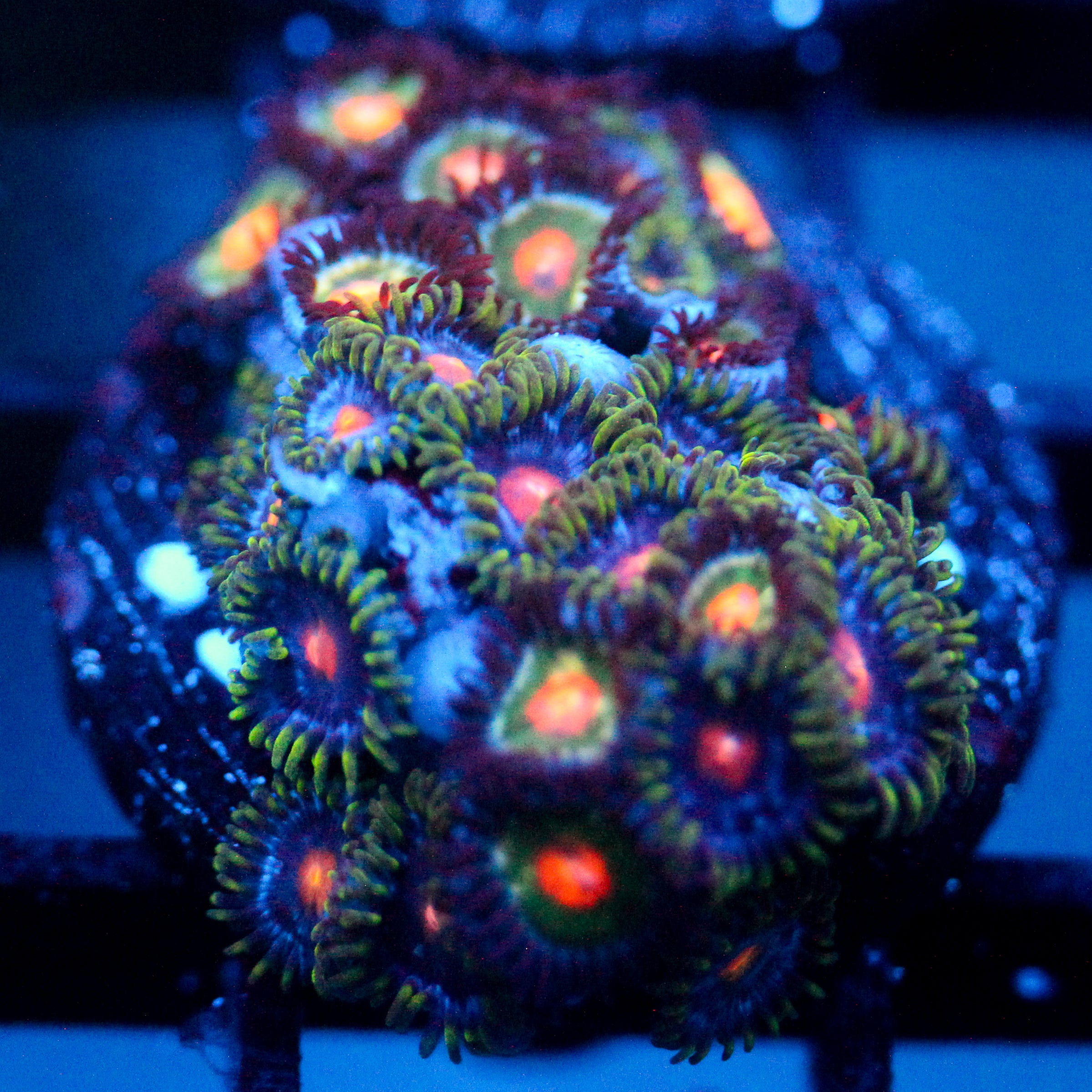 JC Zoa Garden Seed