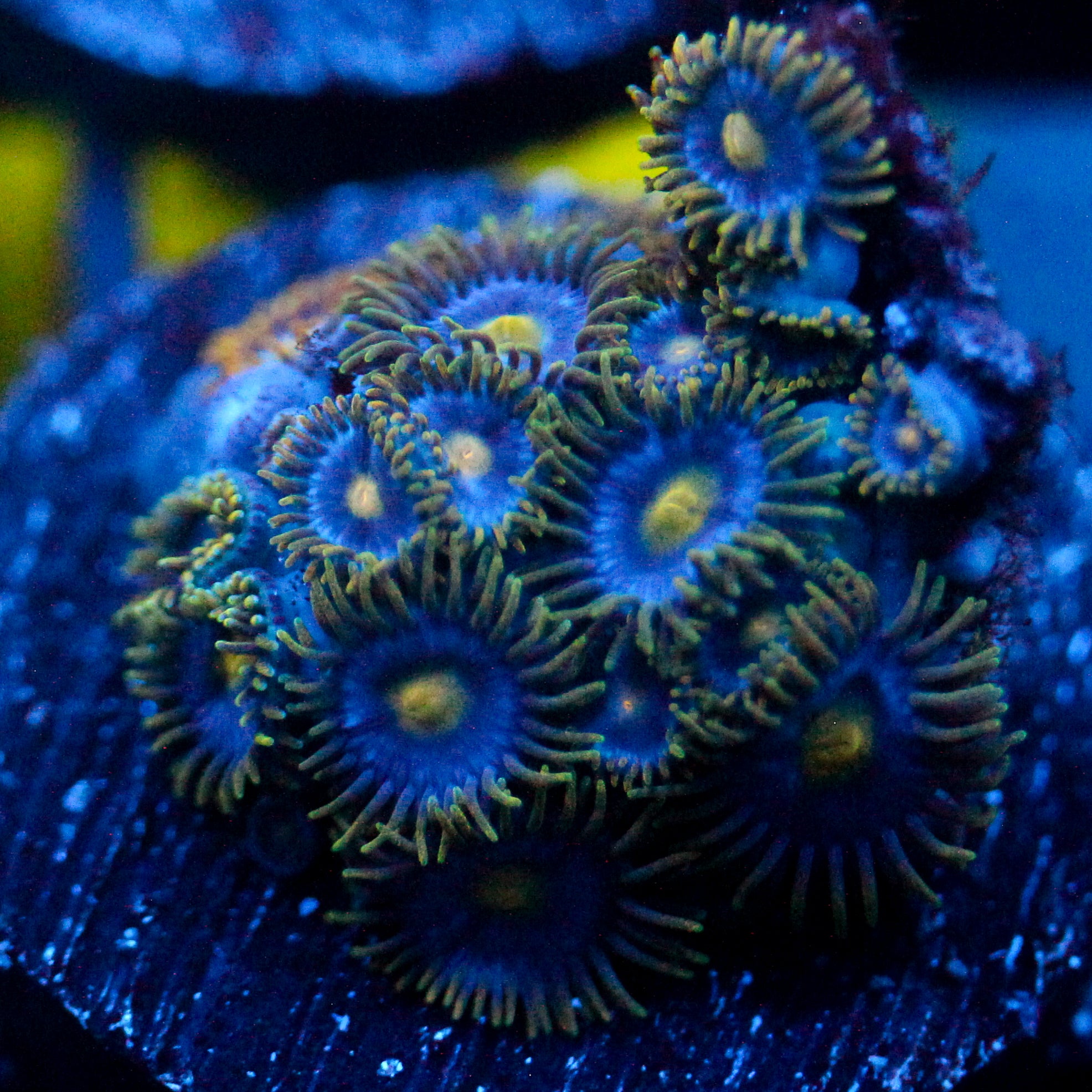 JC Gold Gobbler Zoanthid