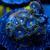 JC Gold Gobbler Zoanthid