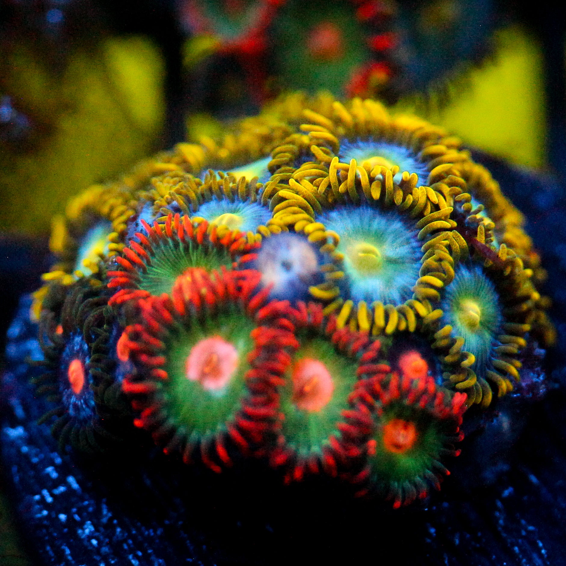 JC Saturn Zoanthid mix