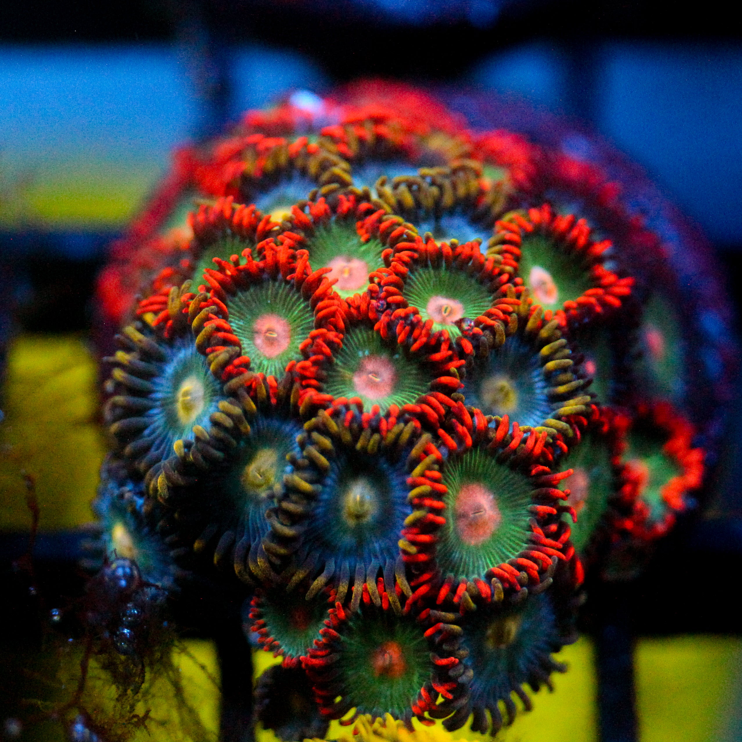 JC Zoa Garden Seed