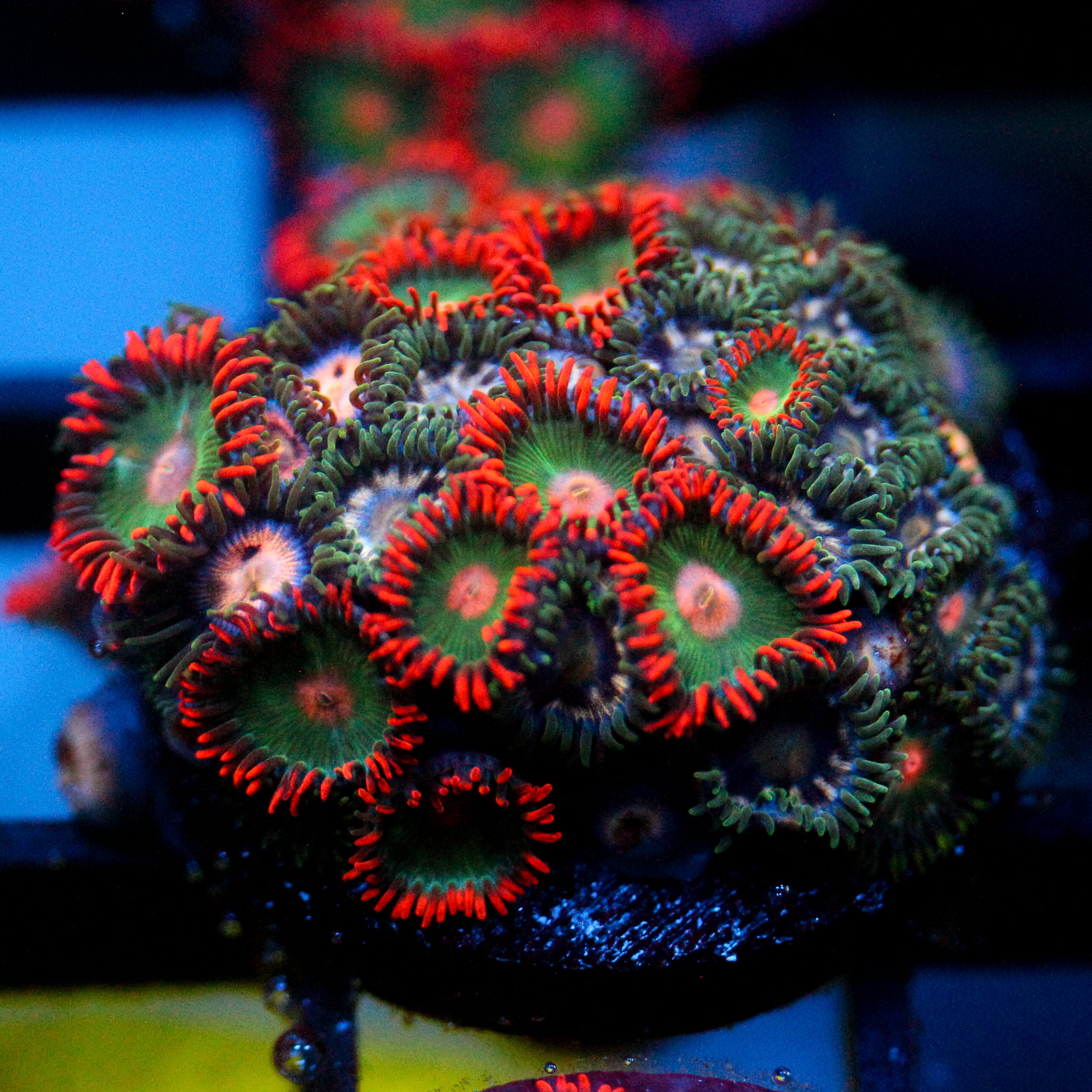 JC Gatorade Zoanthids Mix