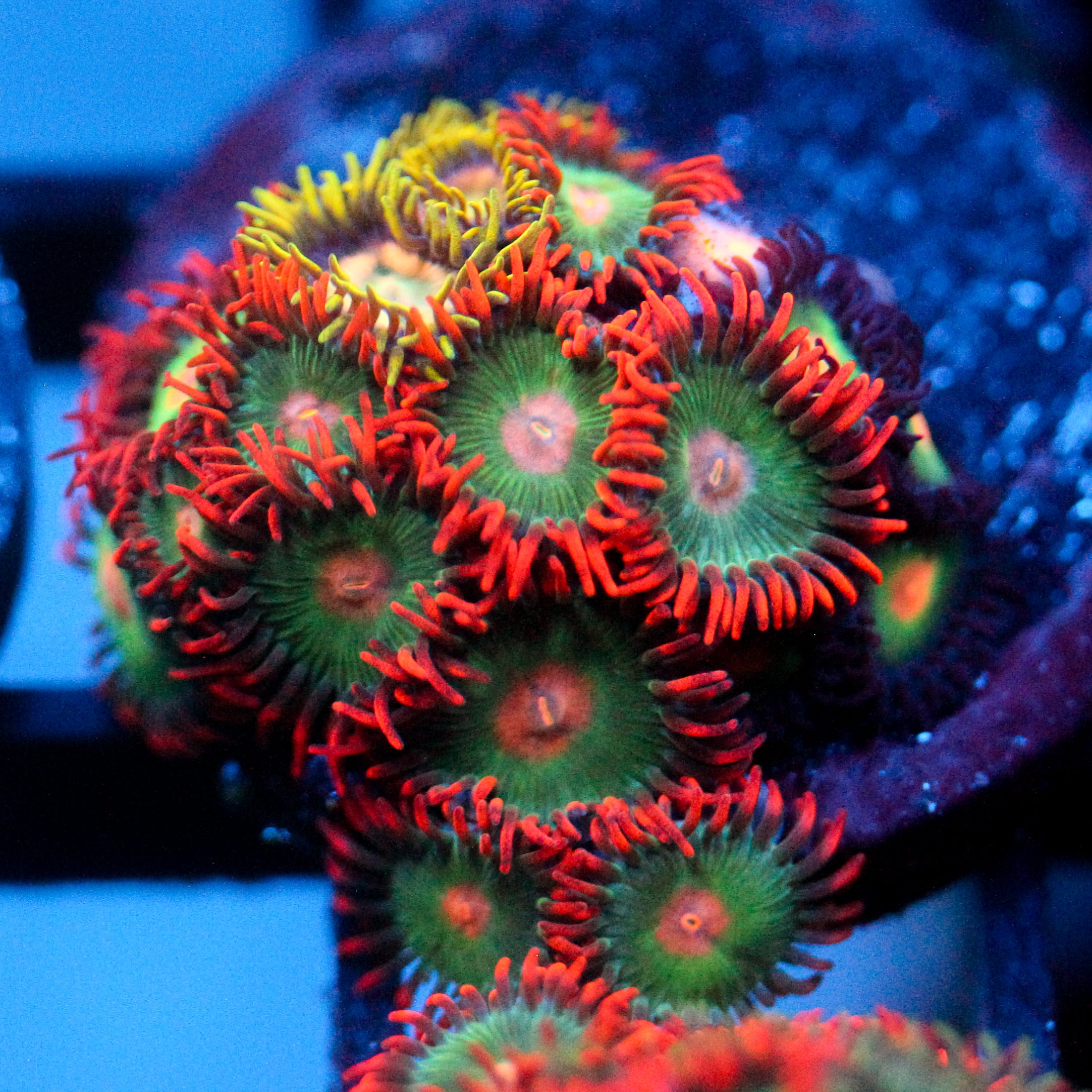 JC Gatorade Zoanthids