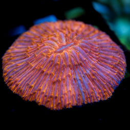 JC Orange Glow Fungia 3"