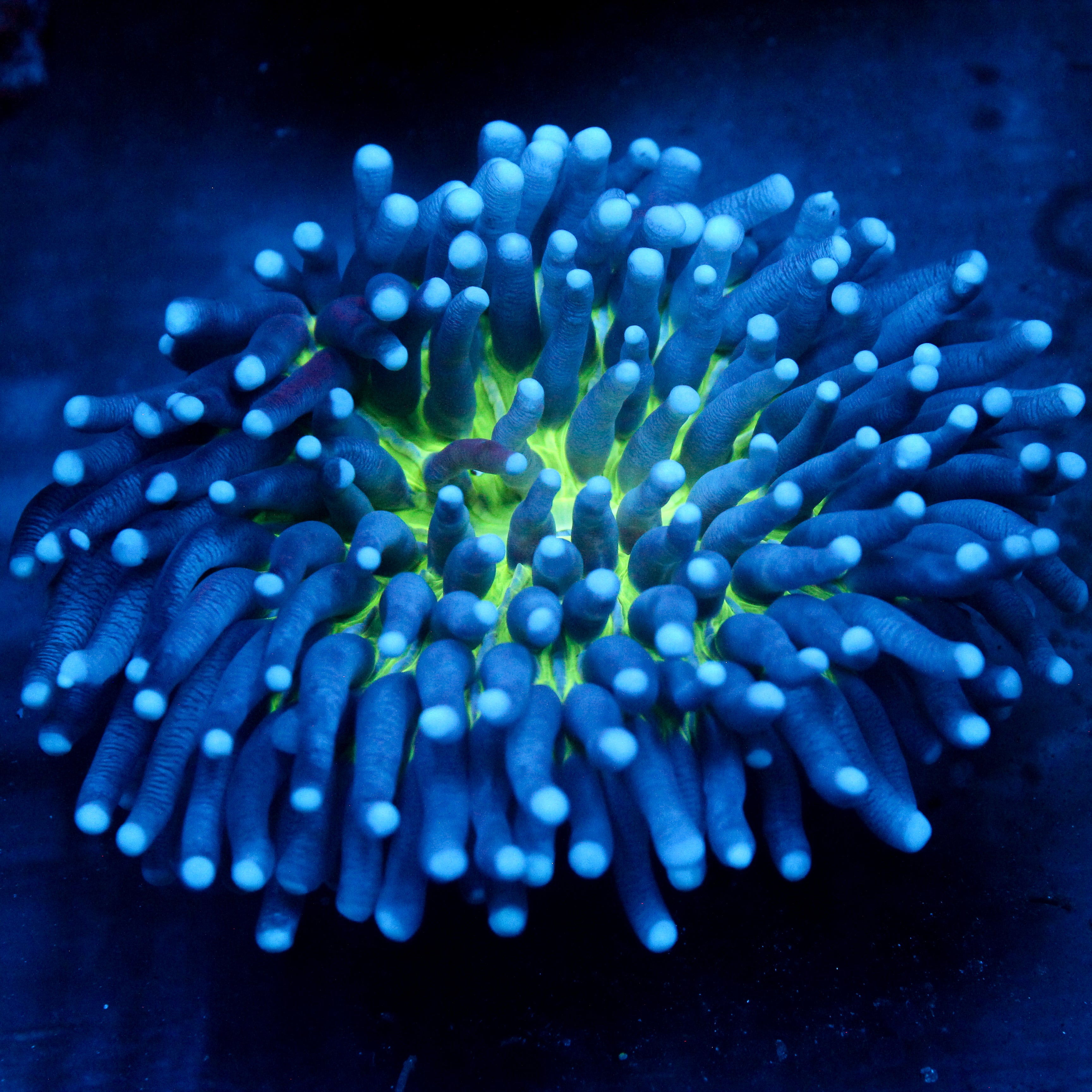 JC Sinestro Helio Fungia 3"+