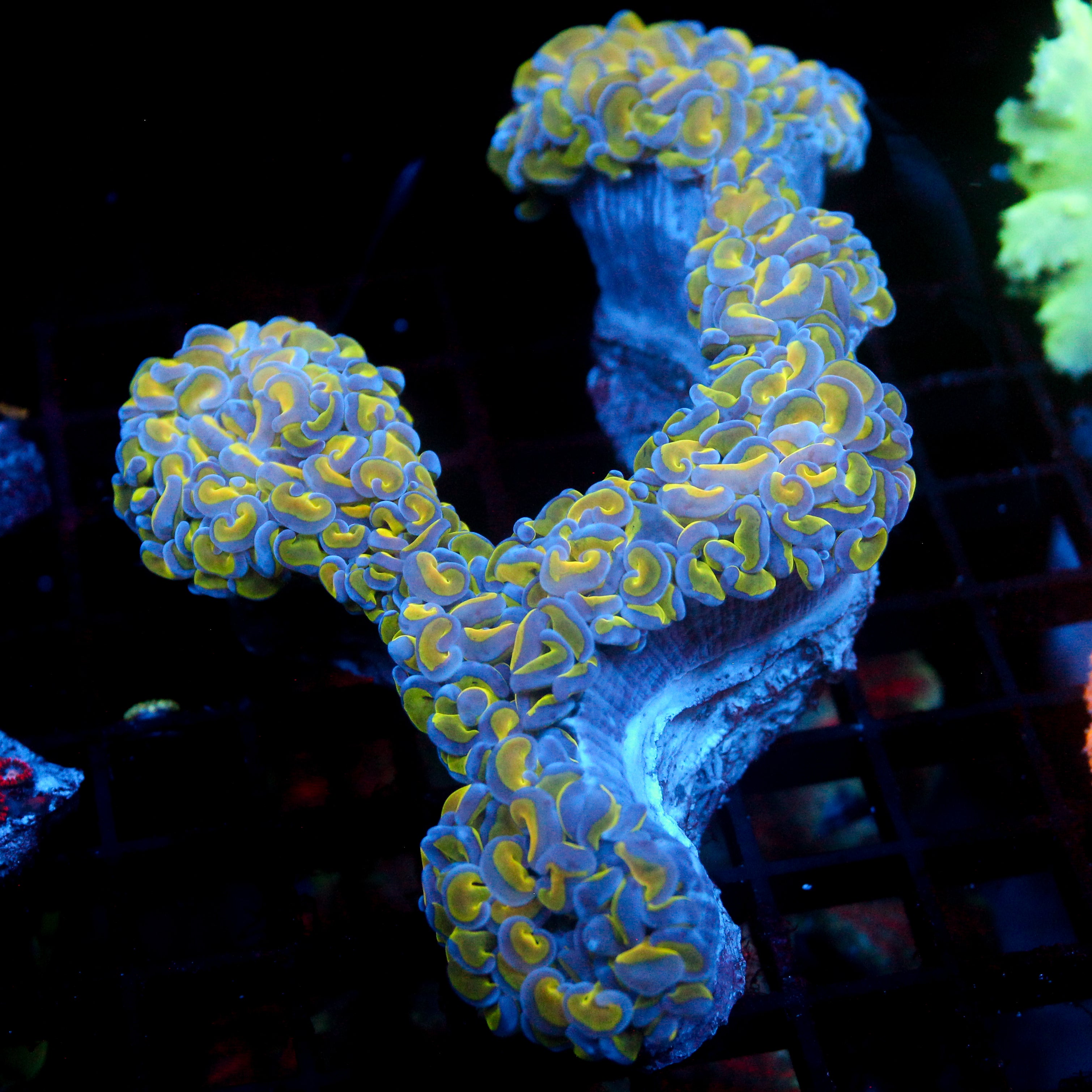 JC Bicolor XL Wall Hammer