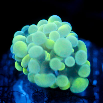 JC Flubber Frammer