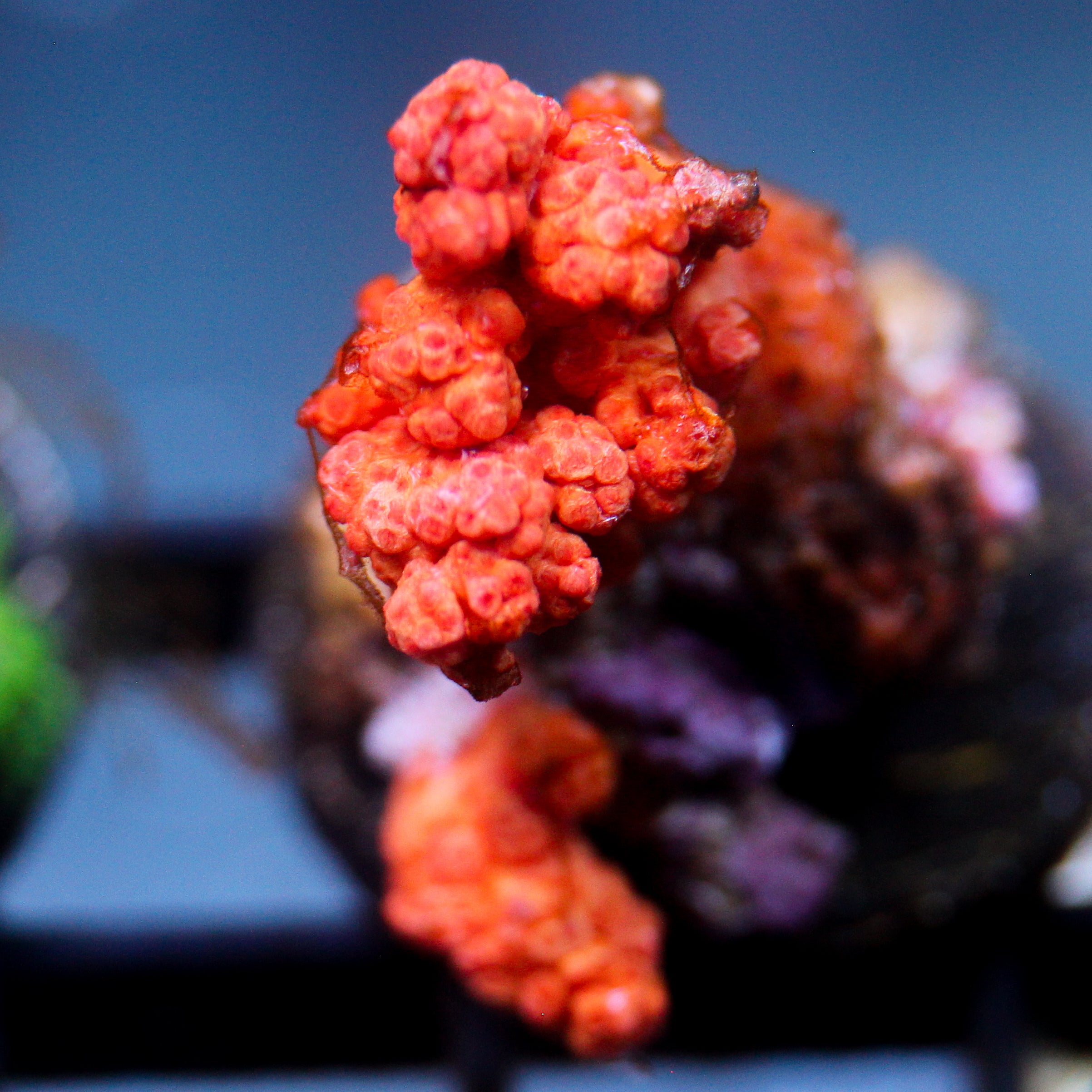 JC Dendronepthea Frag