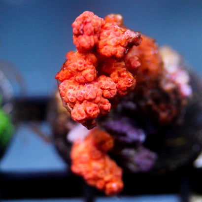 JC Dendronepthea Frag