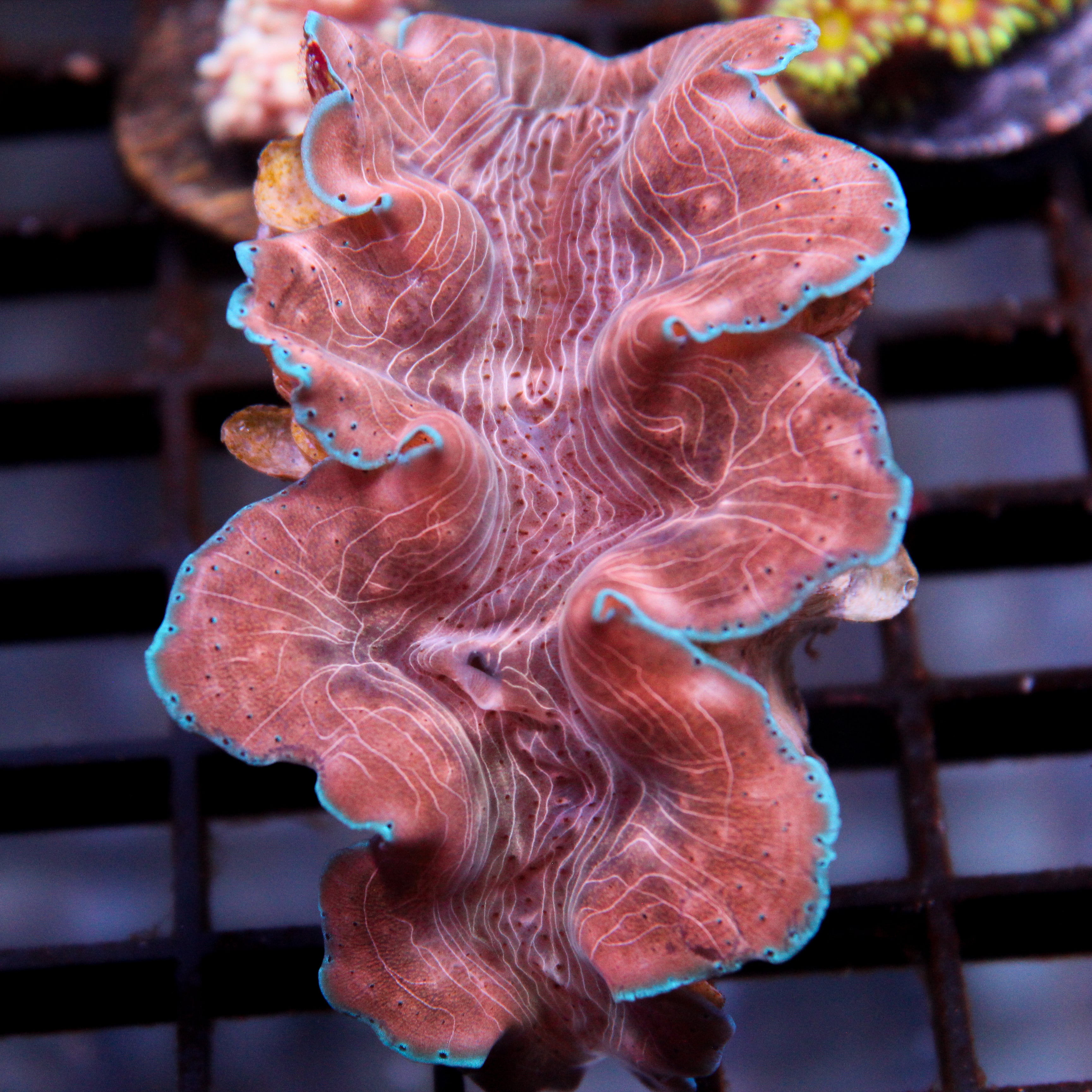 Biota Squamosina