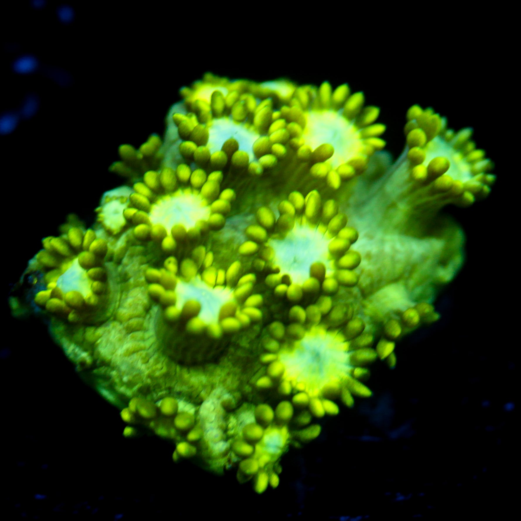 JC Uranium Fever Goni