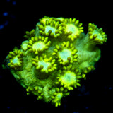 JC Uranium Fever Goni