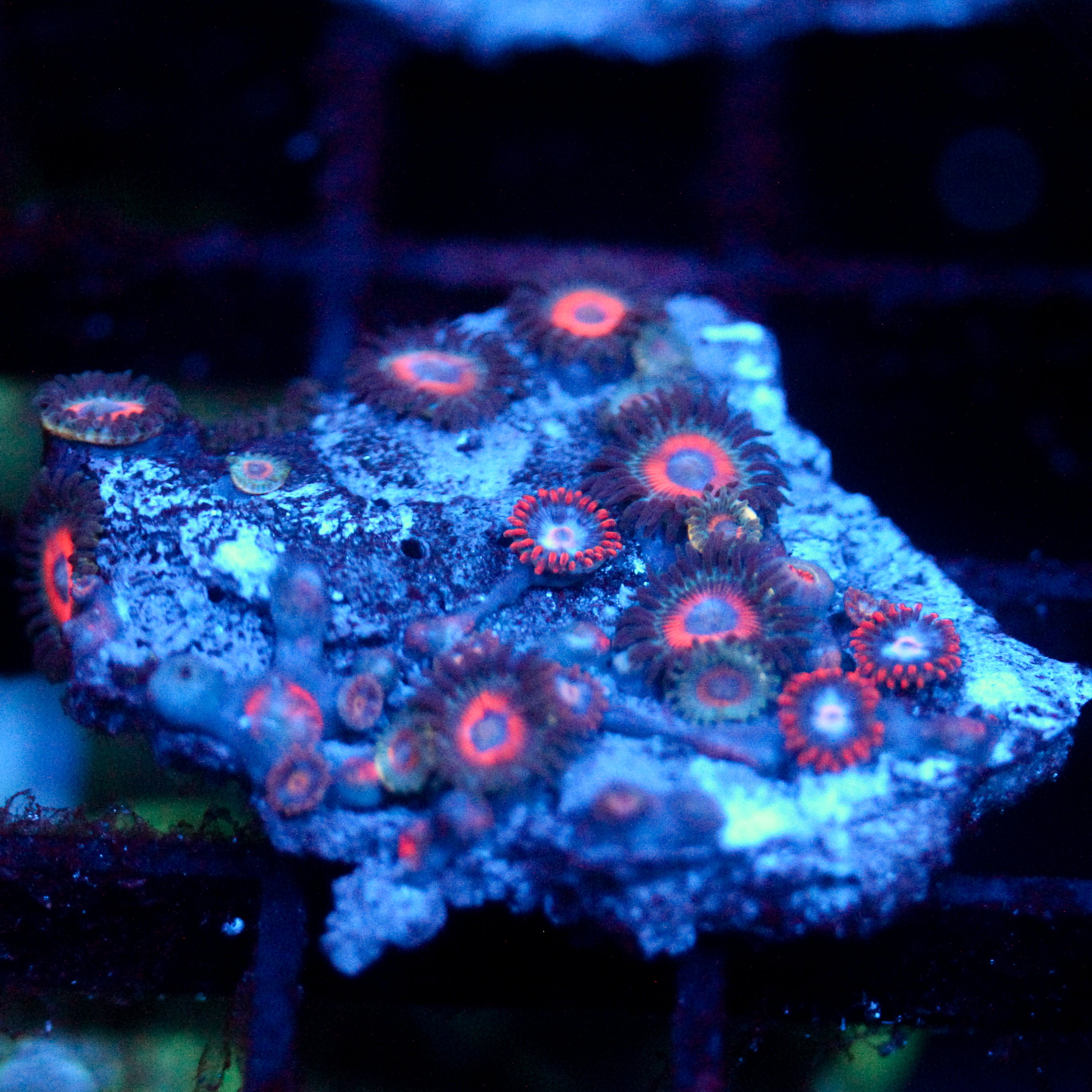 JC Peach Terrorizer Zoanthid chunk