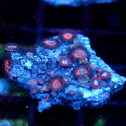 JC Peach Terrorizer Zoanthid chunk