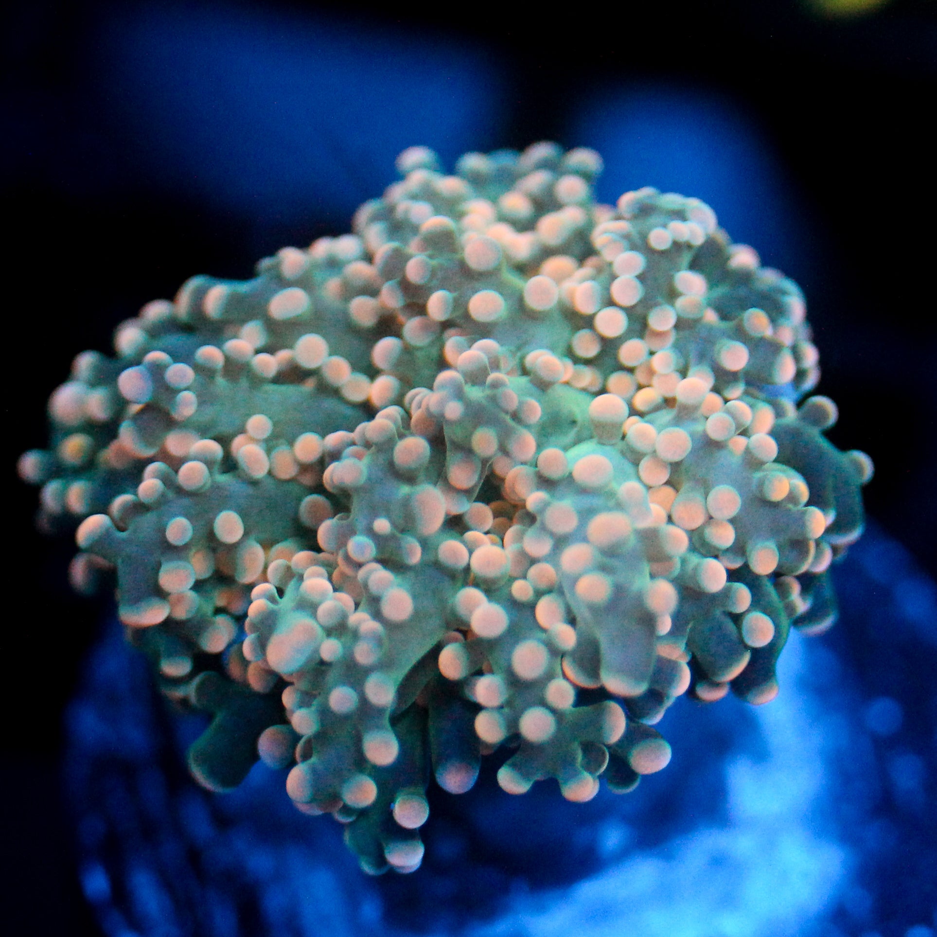 JC Dreamcicle Octo