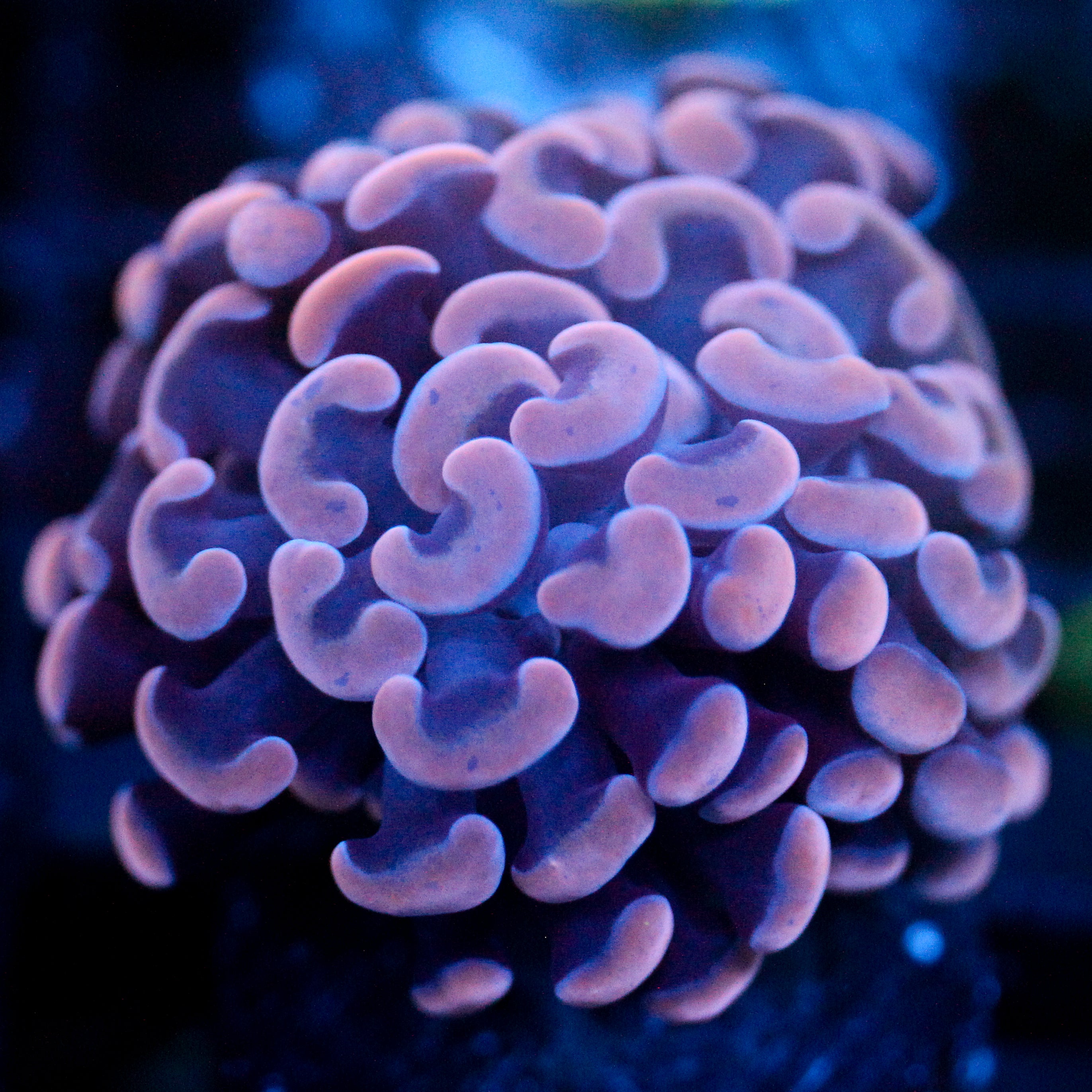 JC Purple Hammer