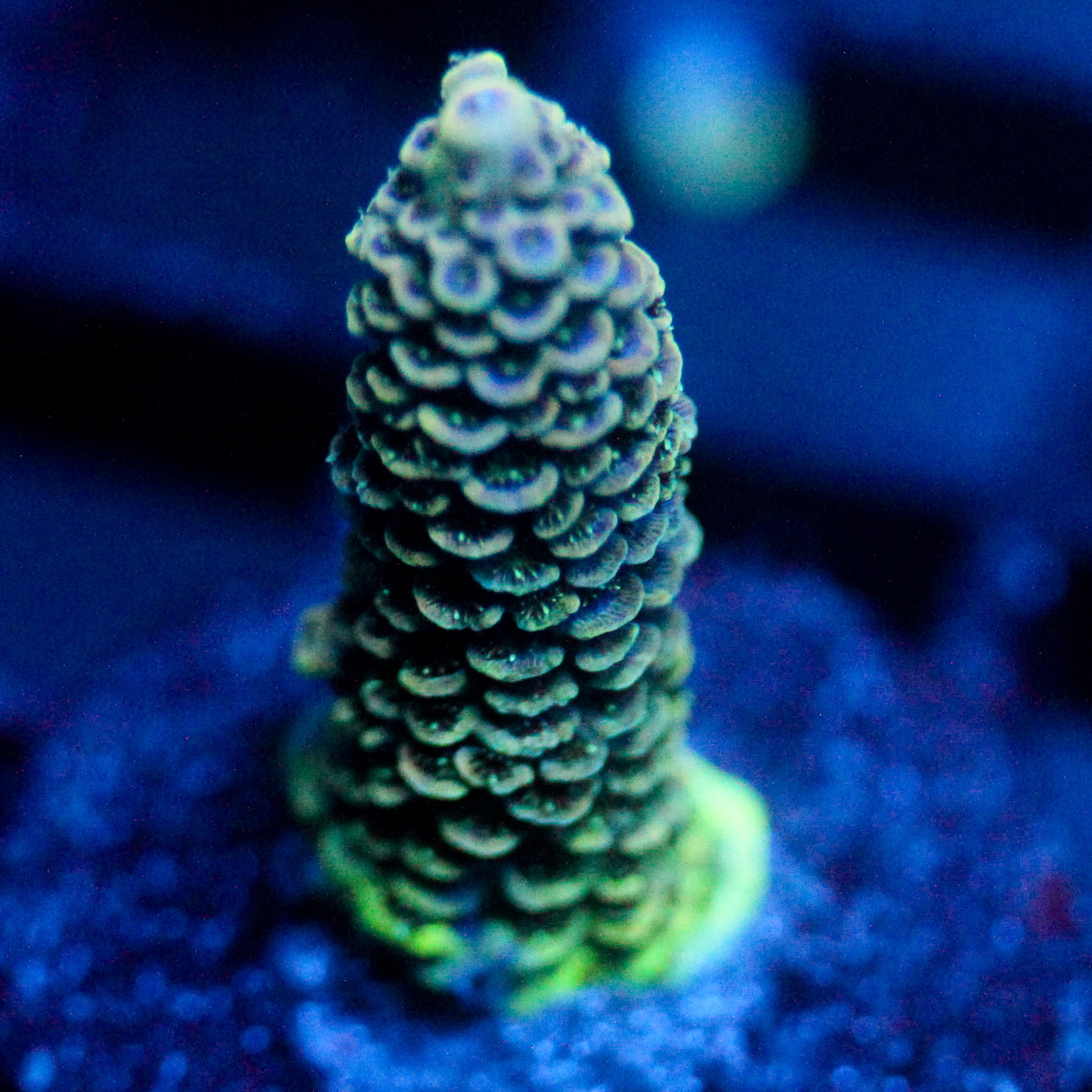 JC Green Stalks