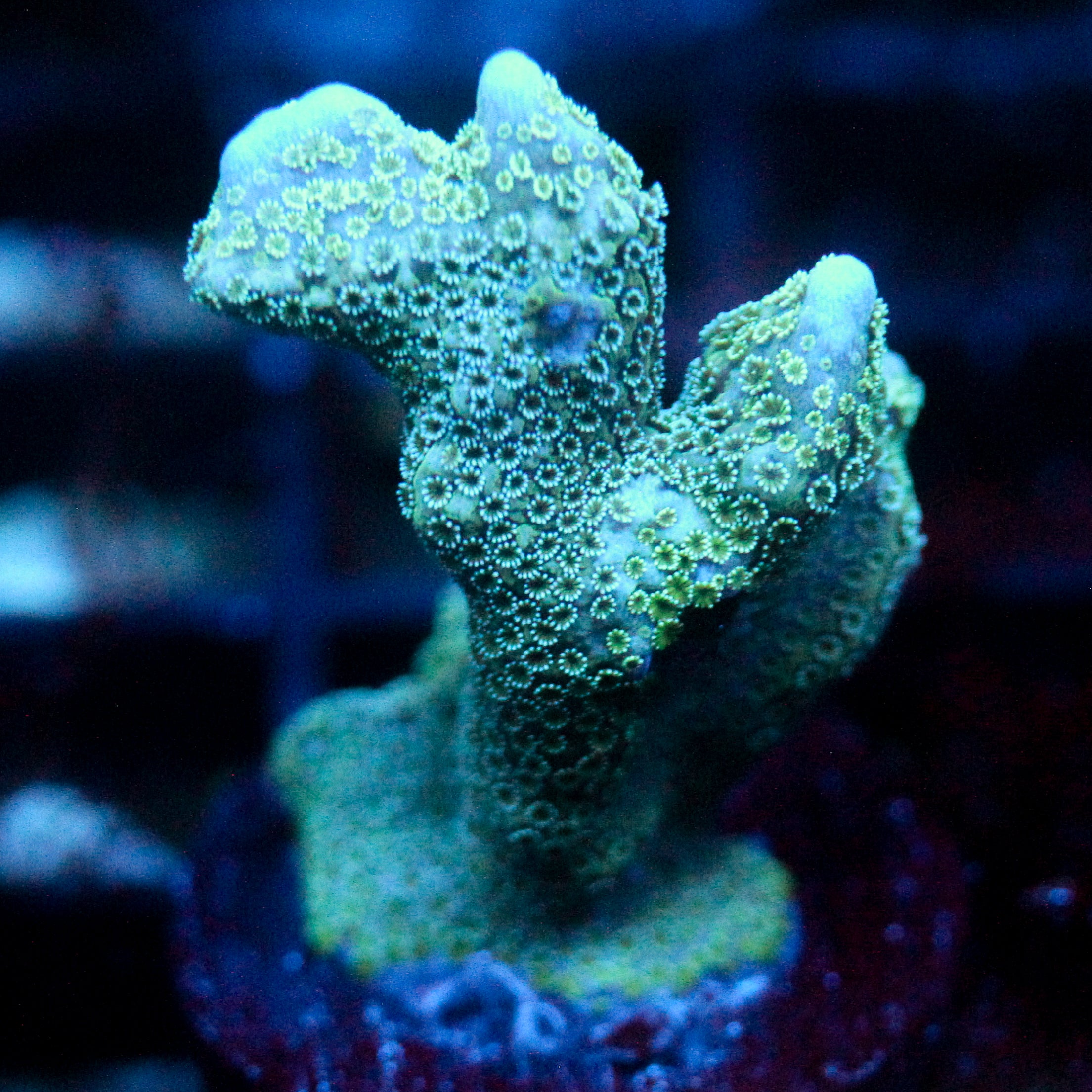 JC Blue Digi Monti
