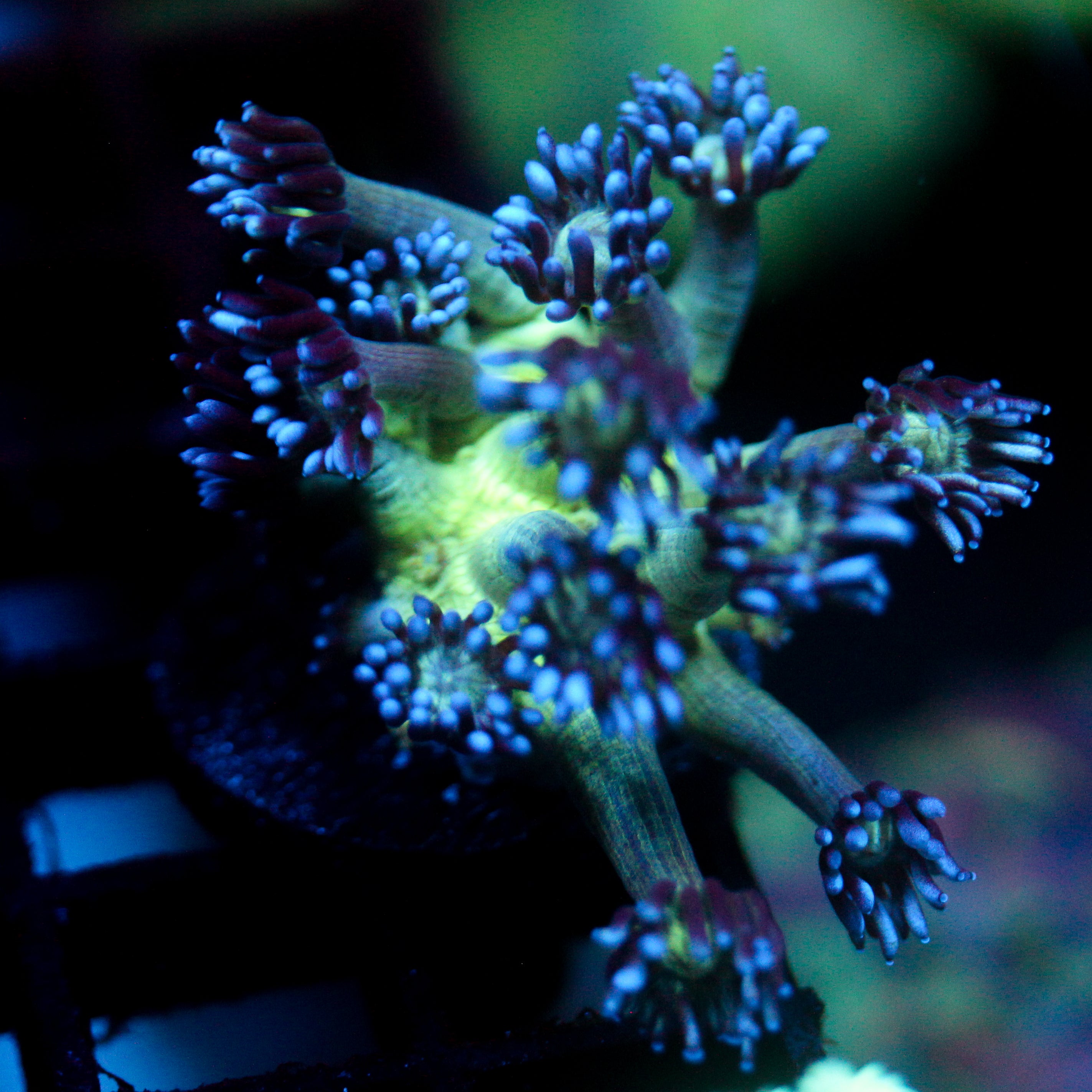 JC Peacock Goni