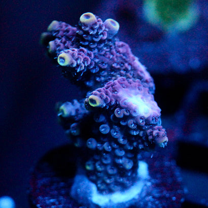 JC Purple Tamer