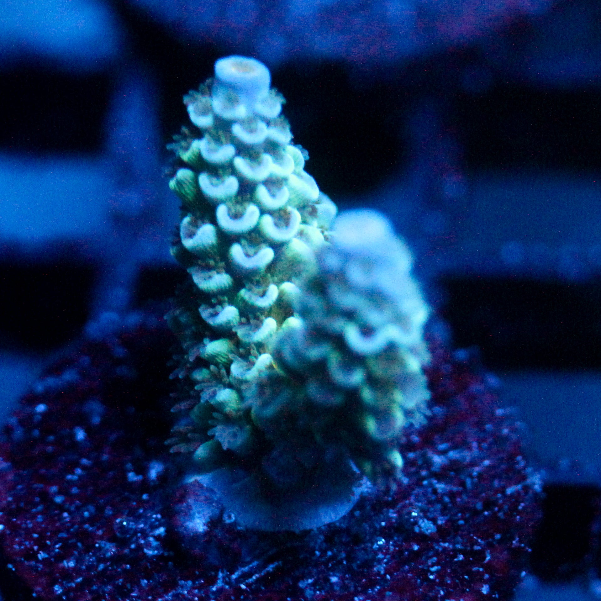 JC Ice caps