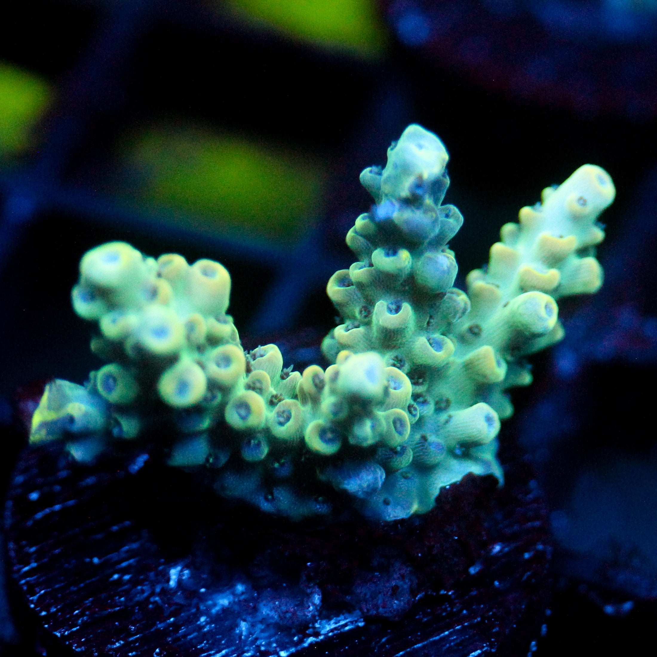 JC Vivarium
