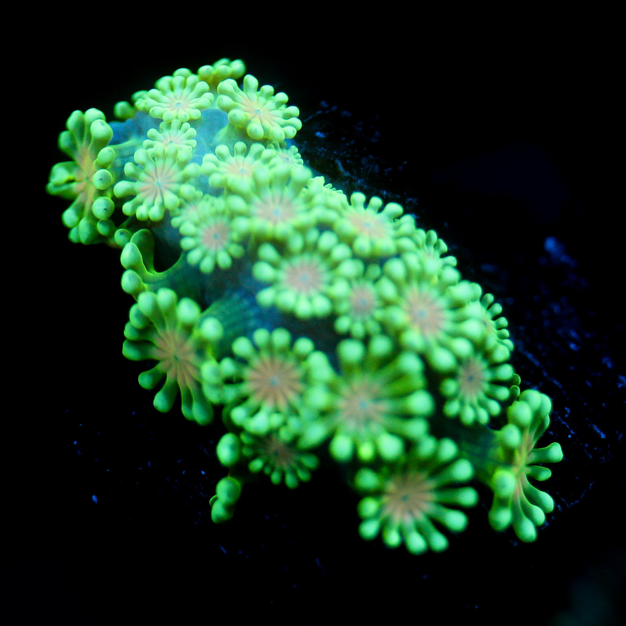 JC Orange Mouth Alveapora