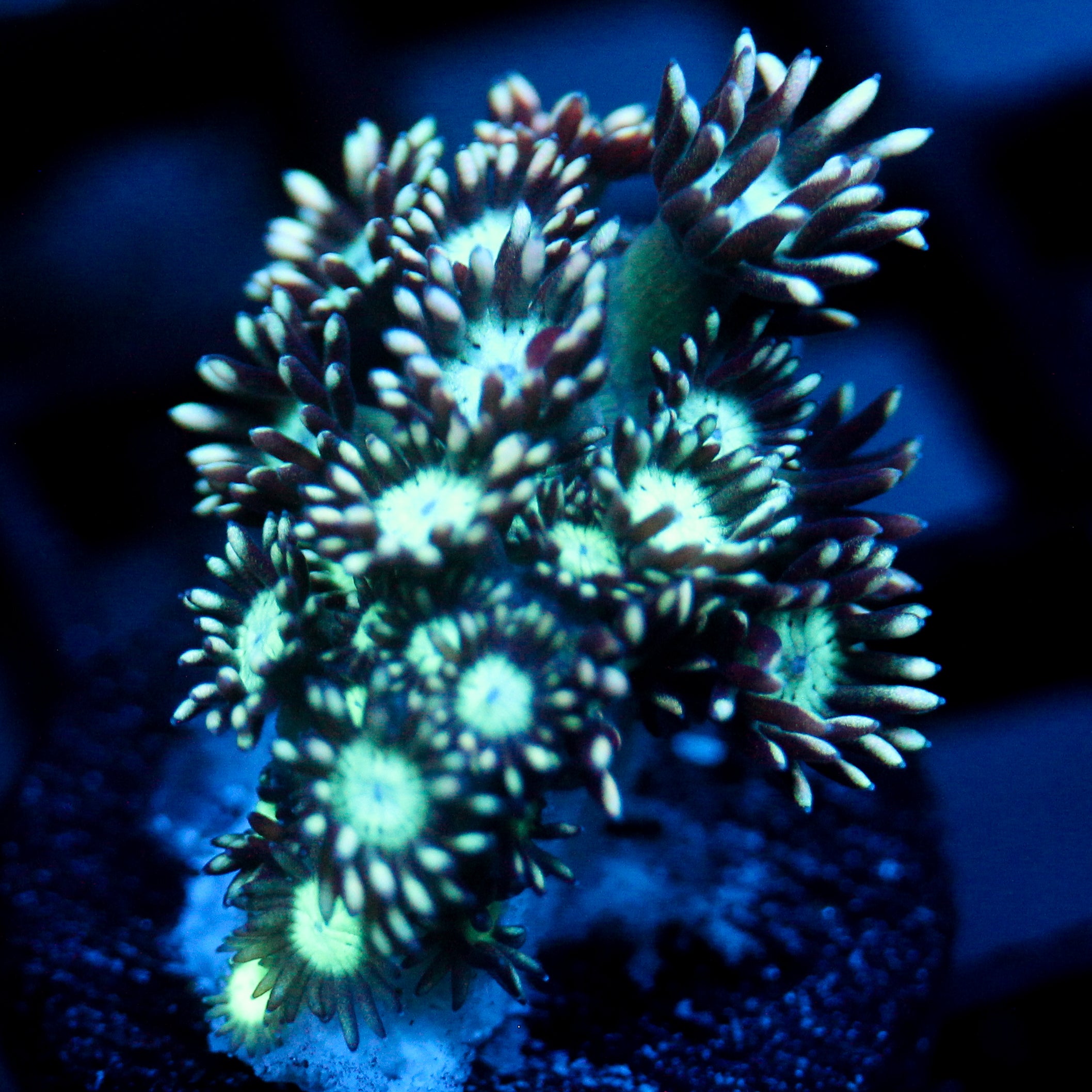 JC Teal Fiasco