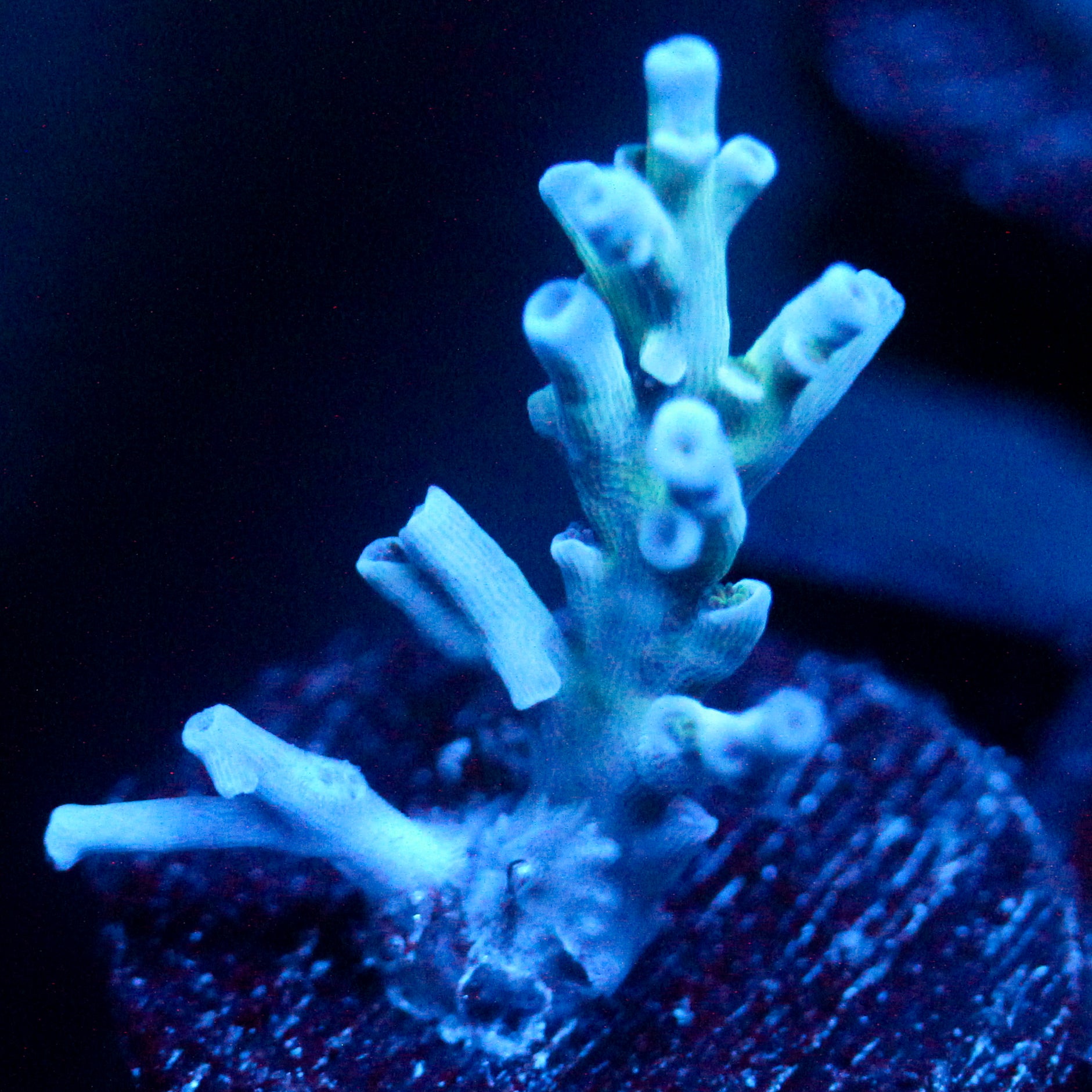 JC Ice Erruption