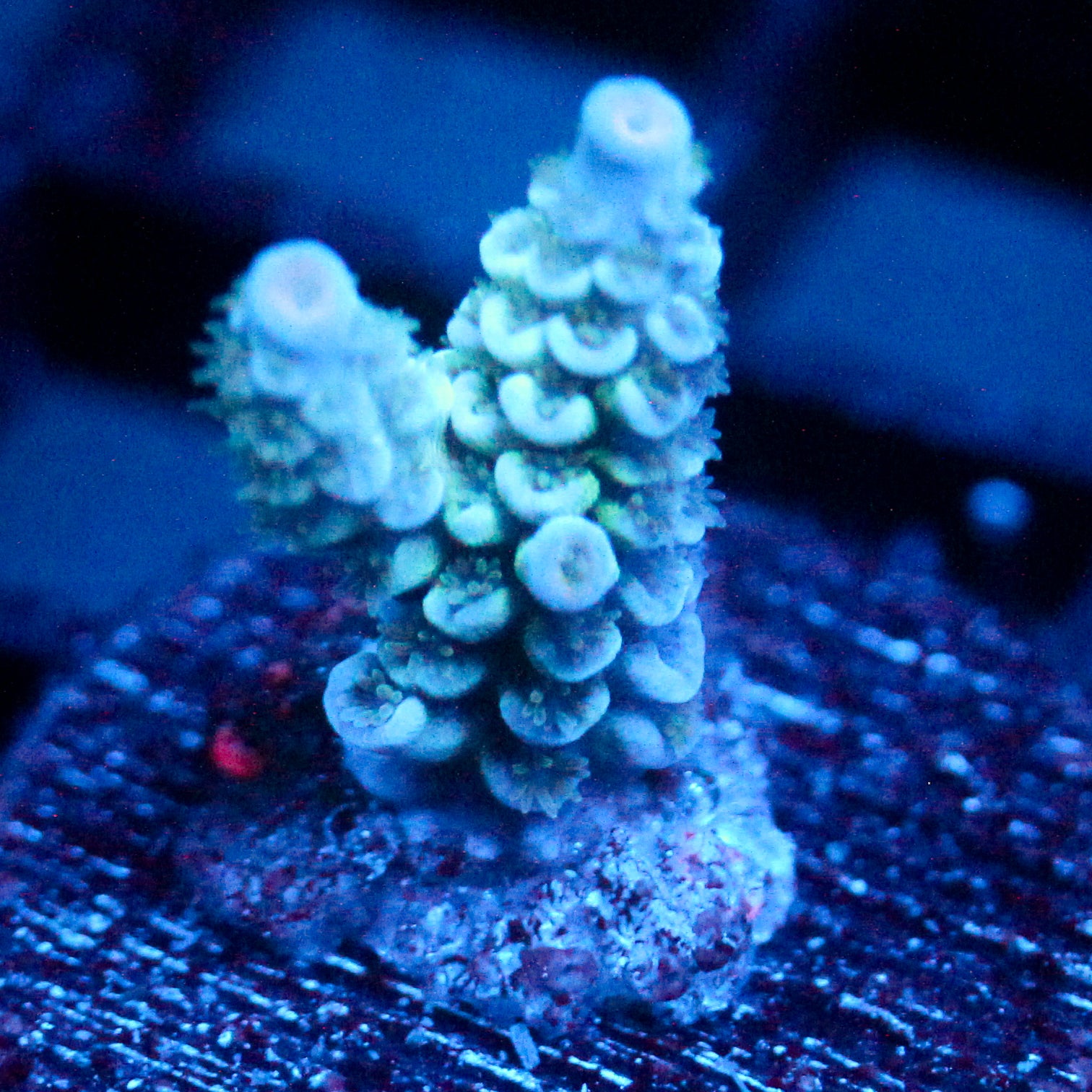 JC Blue Burr