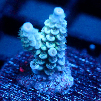 JC Blue Burr