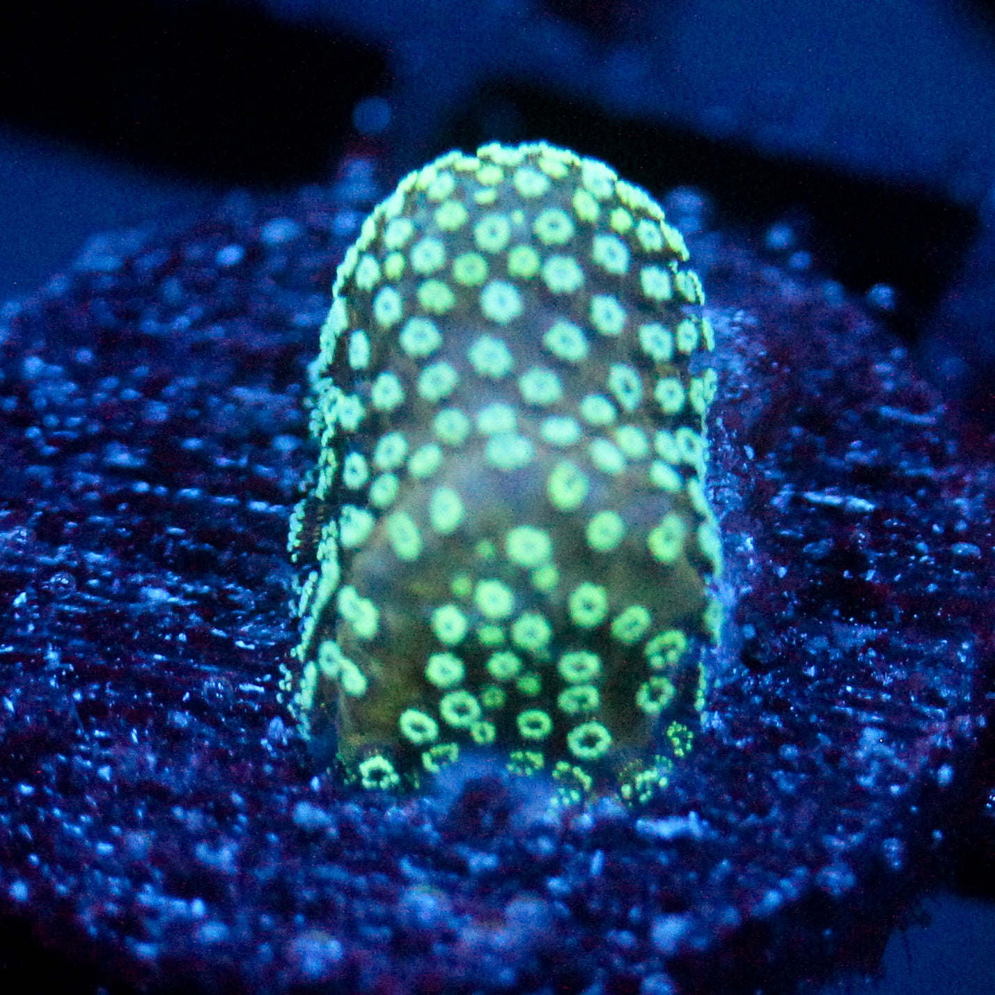 JC Neon Green Styloporah