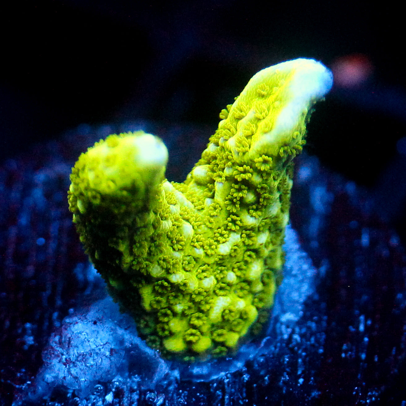 JC Neon Green Digi Monti