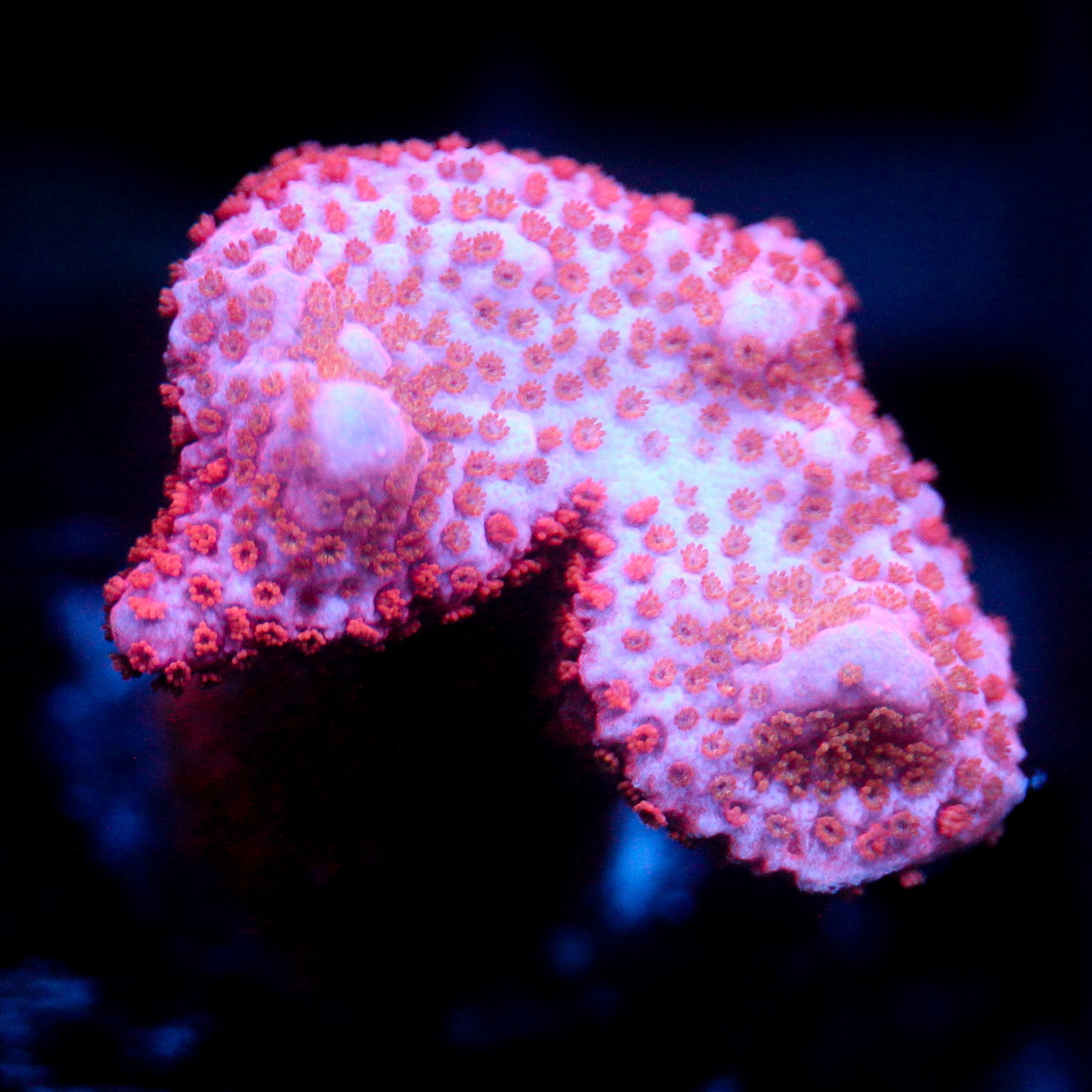 JC Pink Whisper Monti